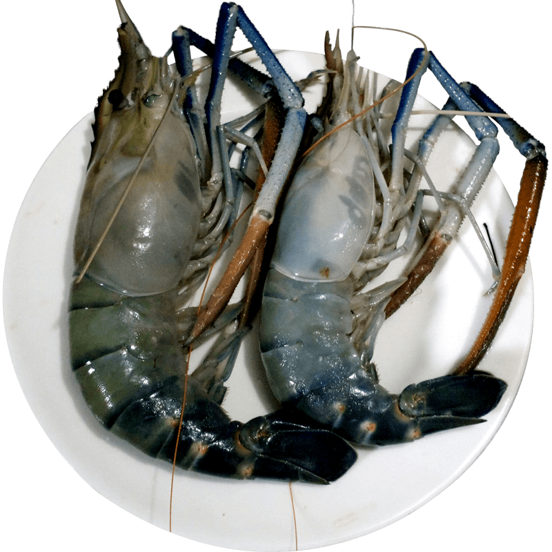 Chingri-Fish-Big size (10-12) pc-image-0